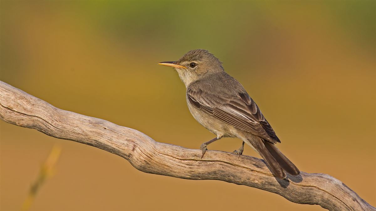 Olive-tree Warbler