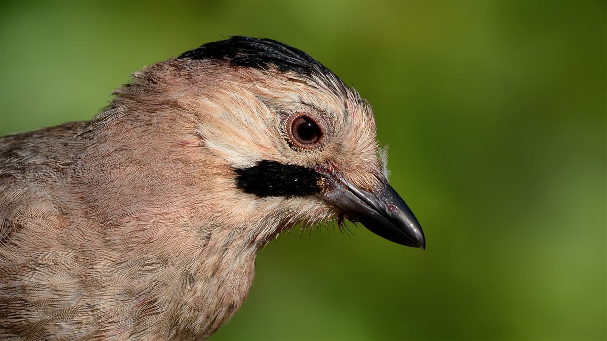 Eurasian Jay