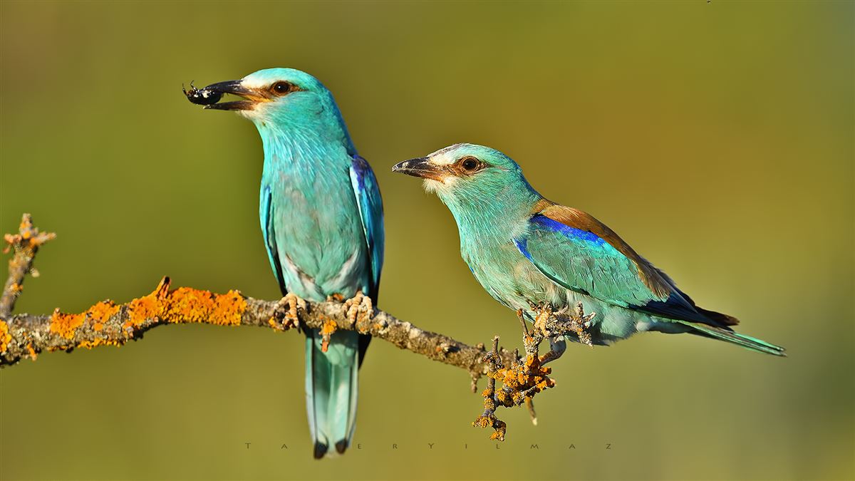 European Roller