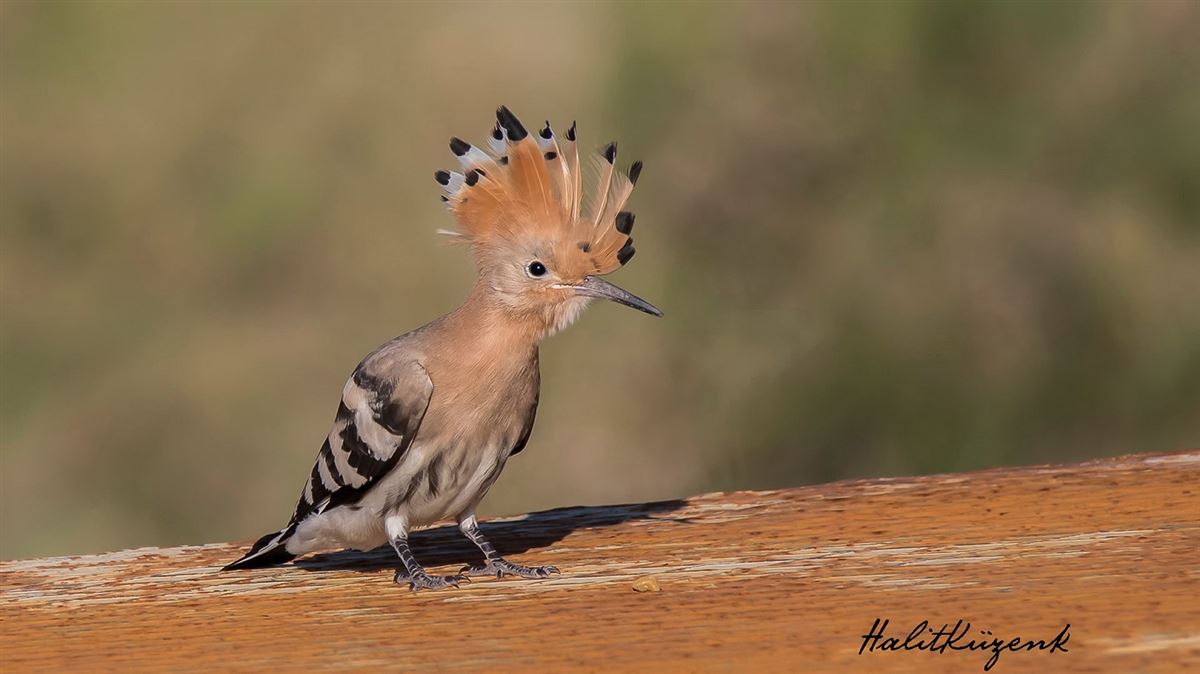 Common Hoopoe