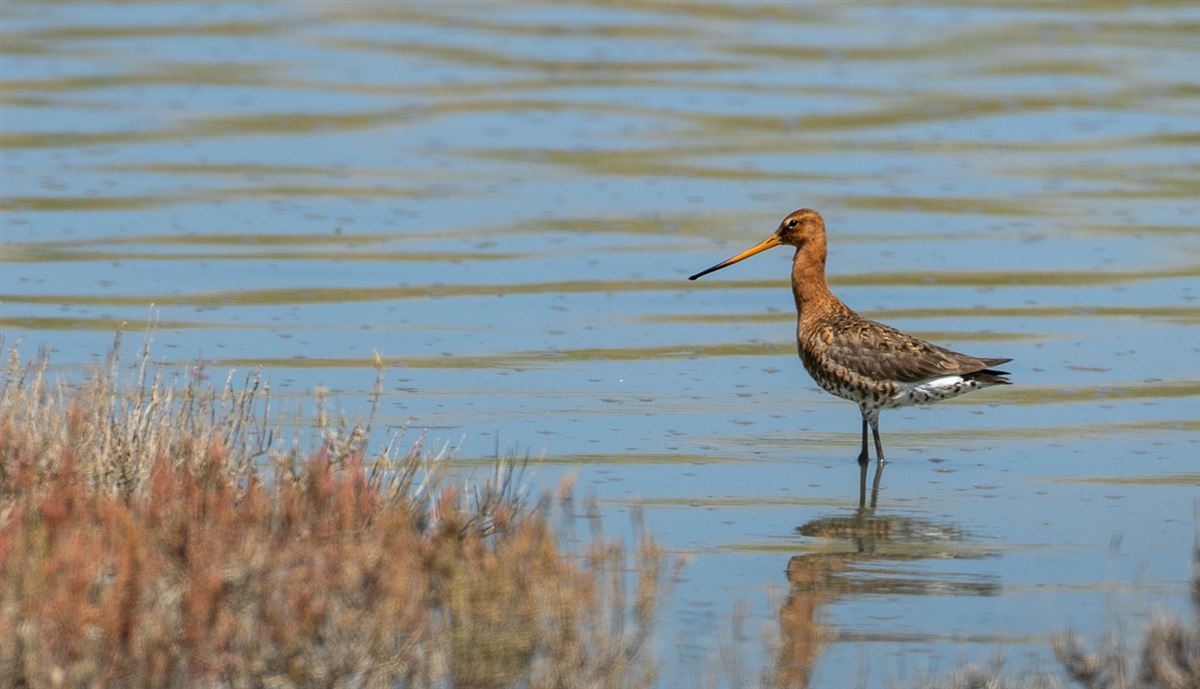 Black-tailed Godwit