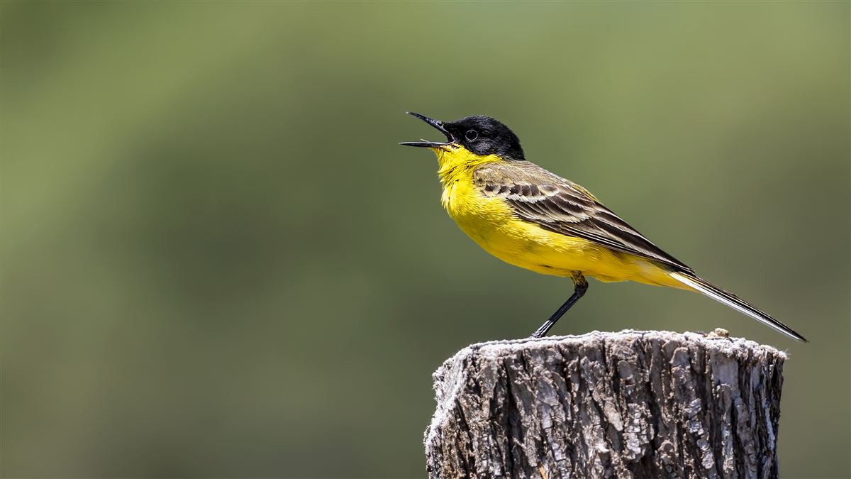 Western Yellow Wagtail