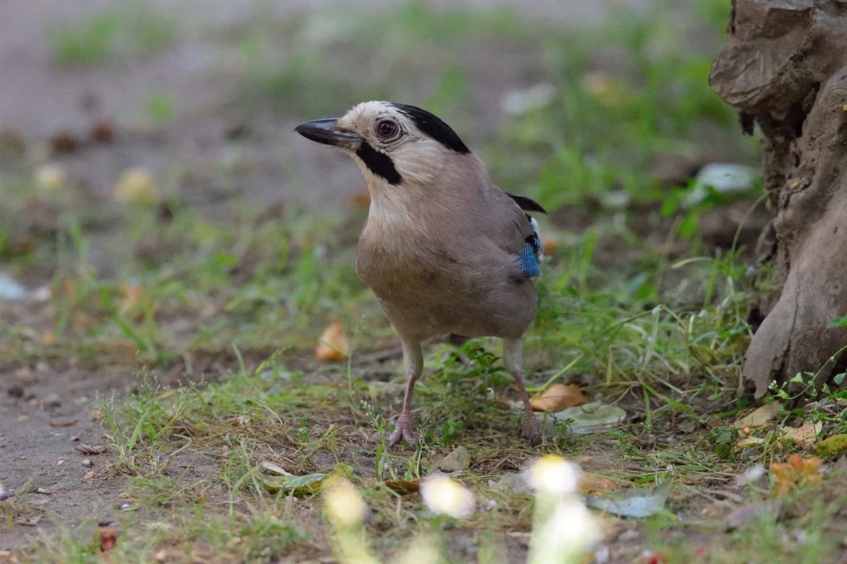 Eurasian Jay