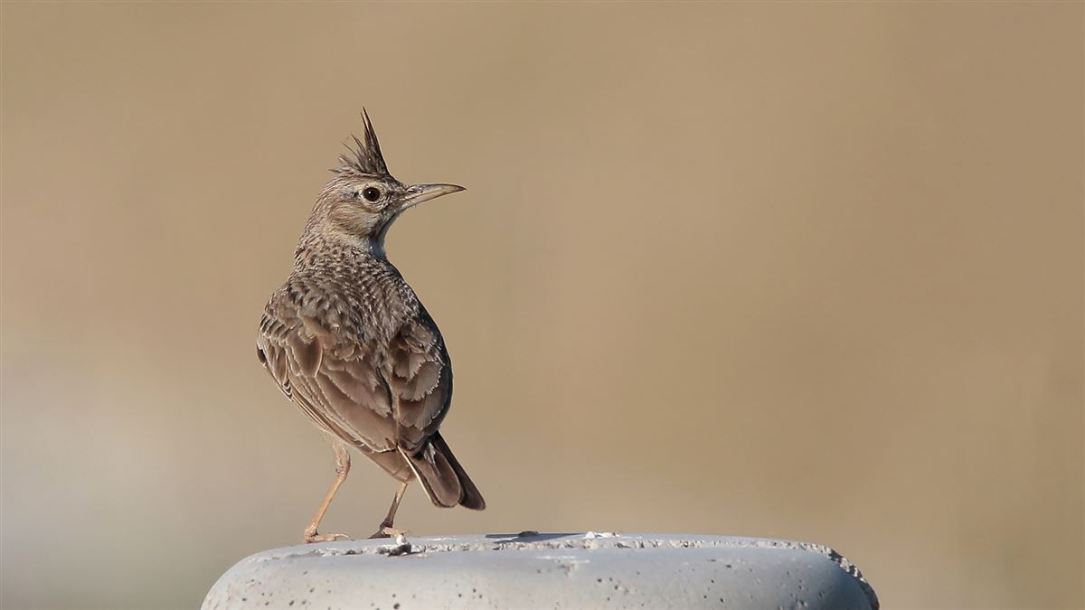 Crested Lark