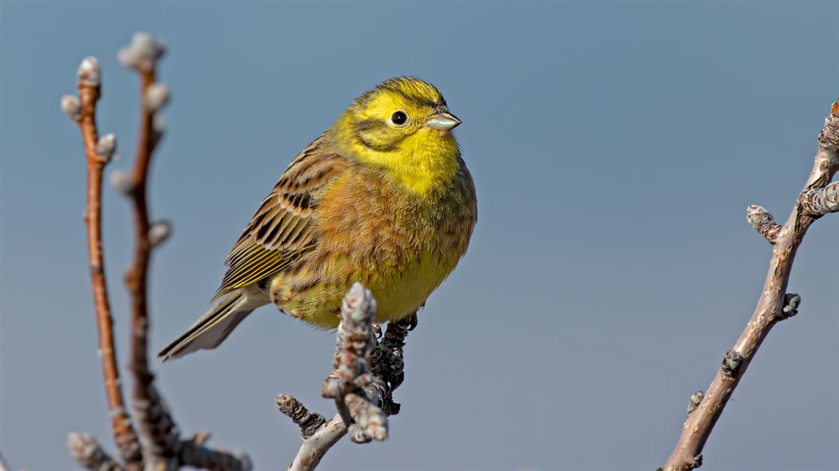 Yellowhammer