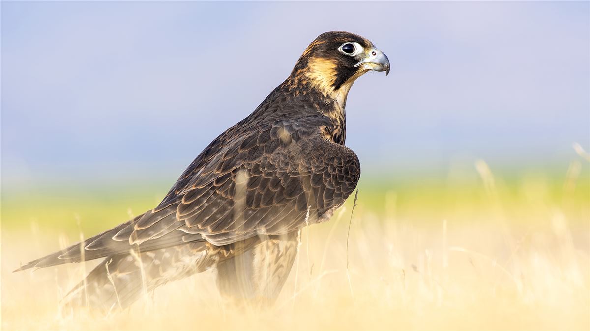 Peregrine Falcon