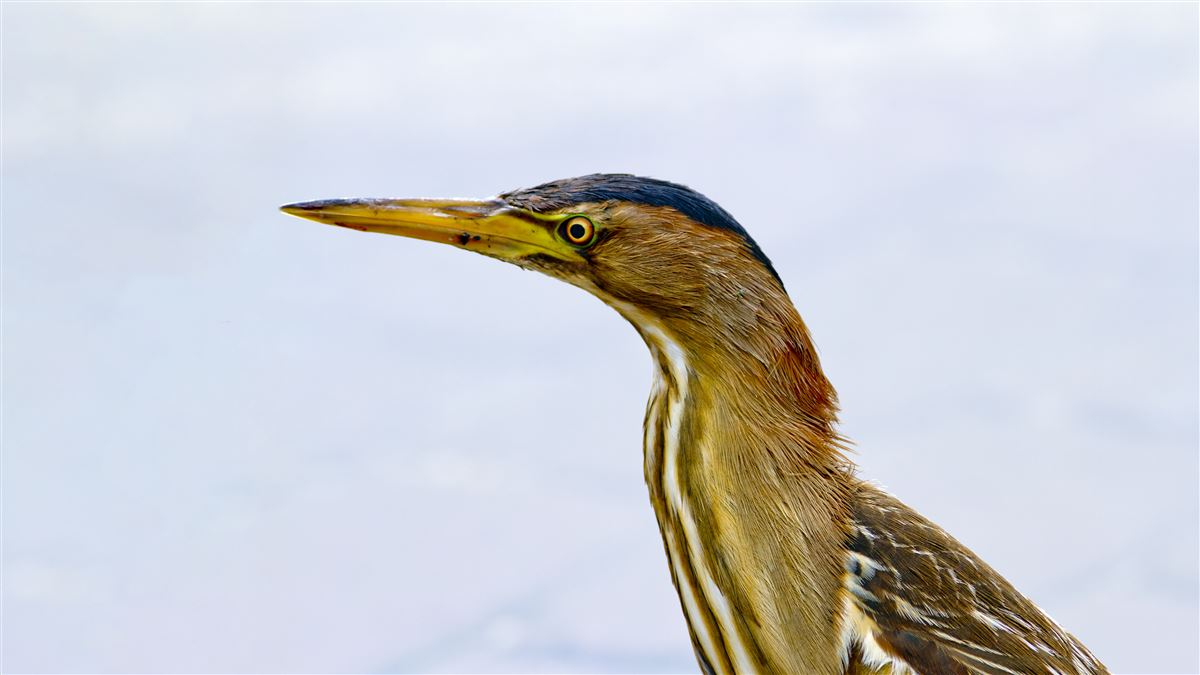 Little Bittern