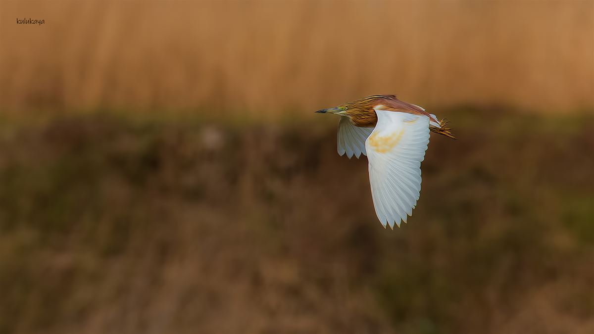 Squacco Heron