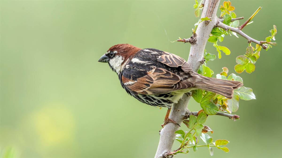 Spanish Sparrow