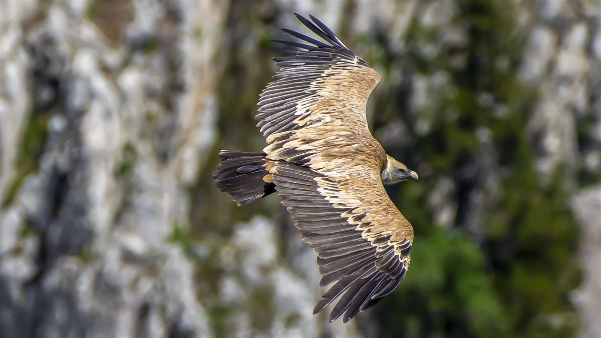 Griffon Vulture