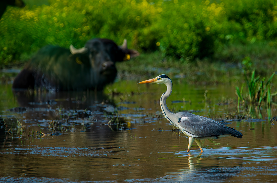 Grey Heron