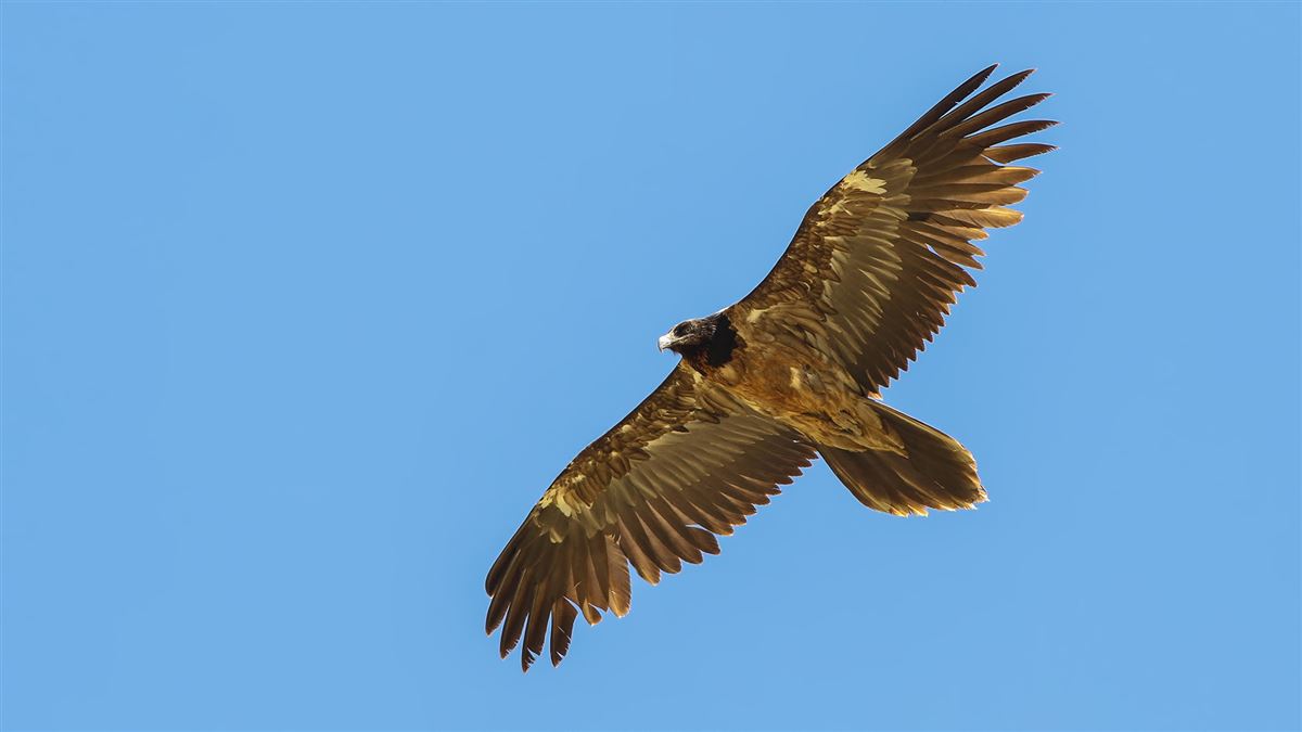 Bearded Vulture