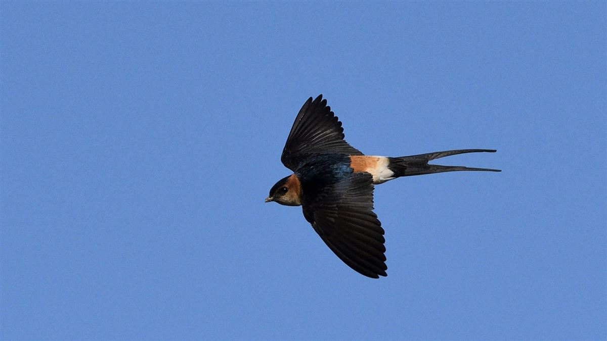 European Red-rumped Swallow