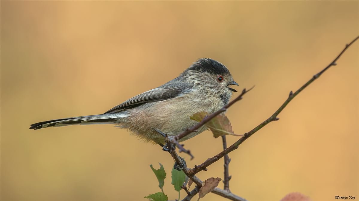 Long-tailed Tit