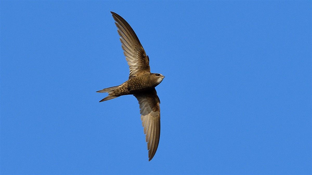 Common Swift