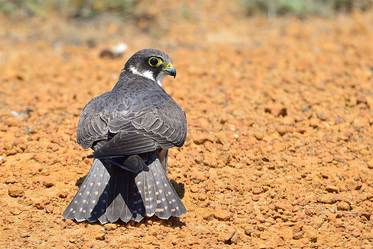 Eurasian Hobby