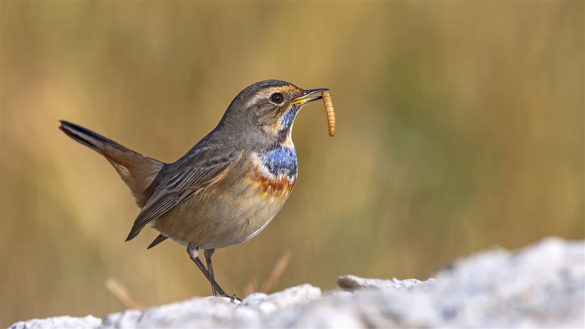 Bluethroat