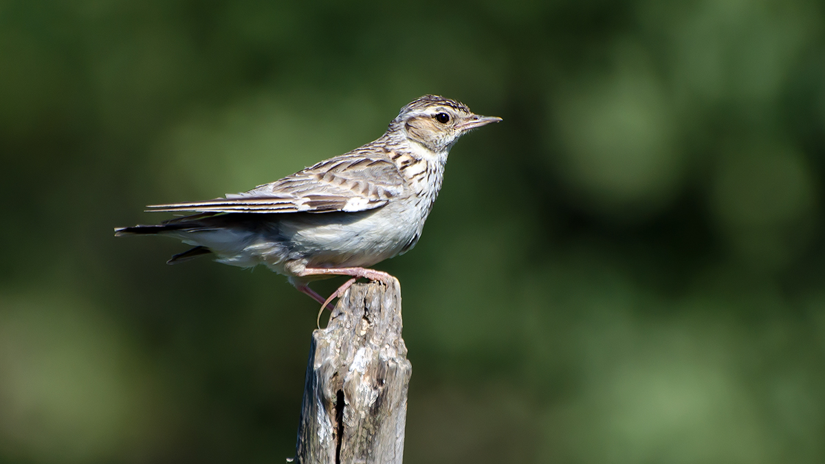 Woodlark