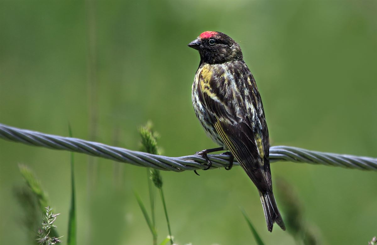 Red-fronted Serin