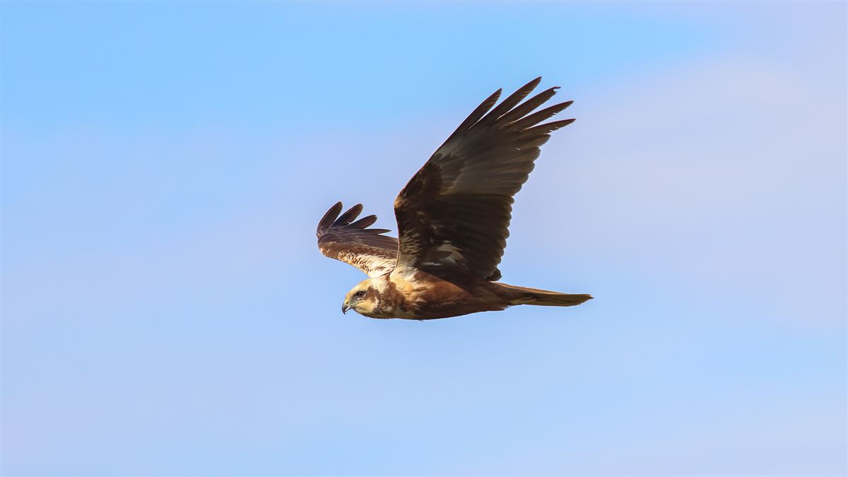 Western Marsh Harrier