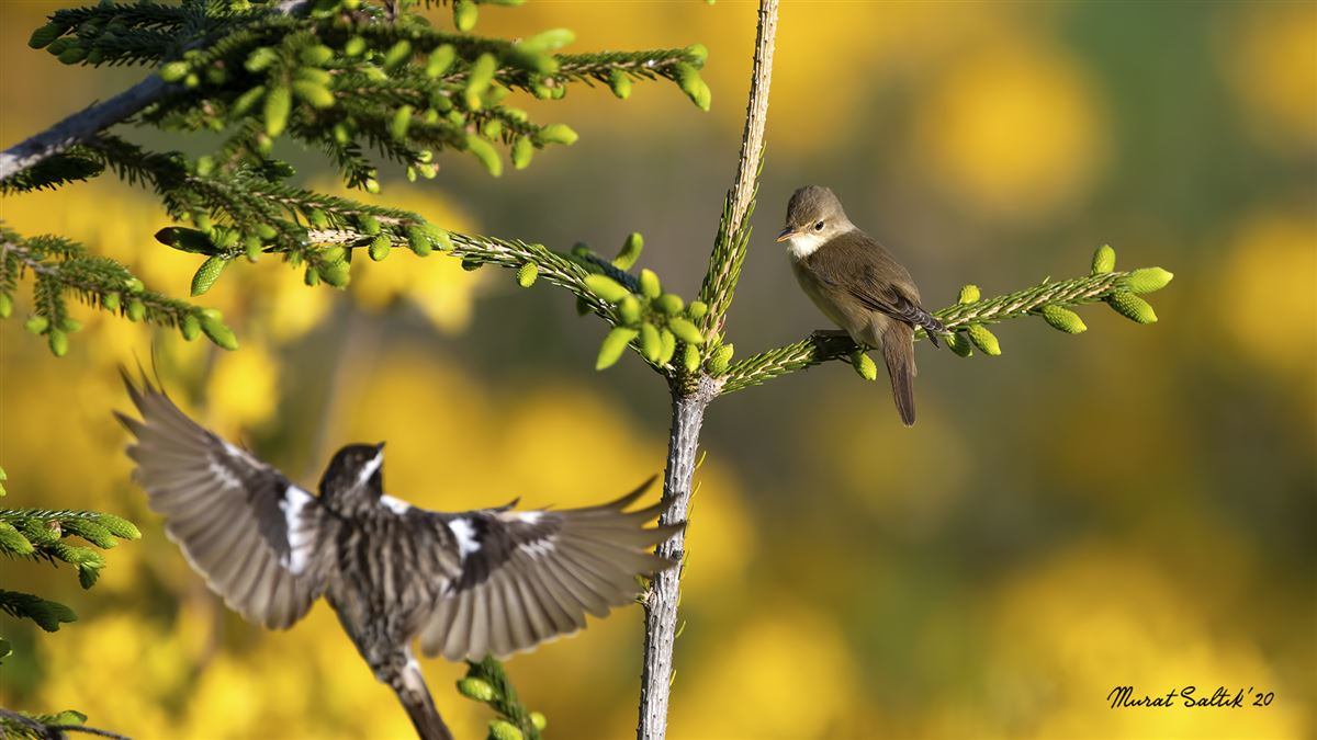 Marsh Warbler