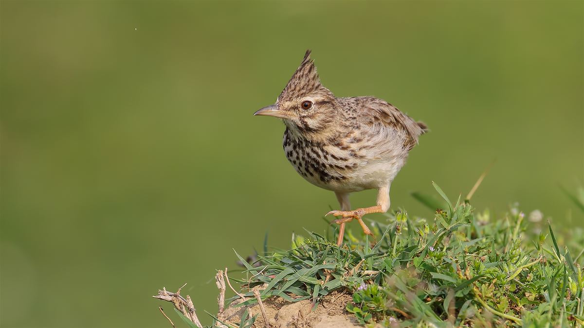 Crested Lark