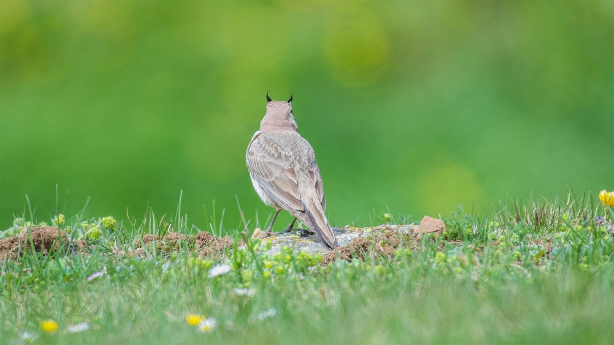 Horned Lark