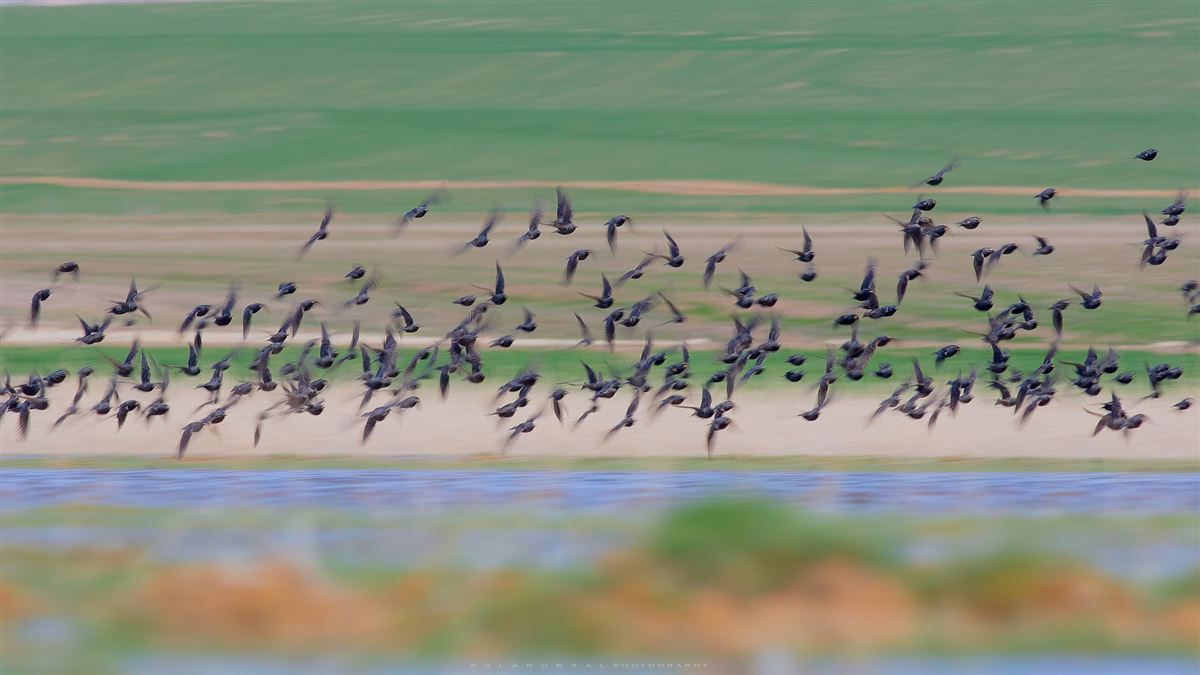 Common Starling