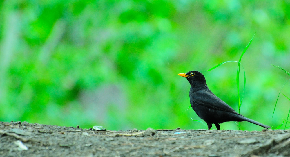Common Blackbird