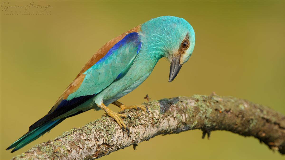 European Roller