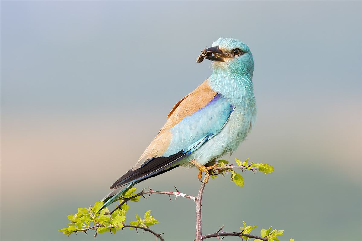 European Roller