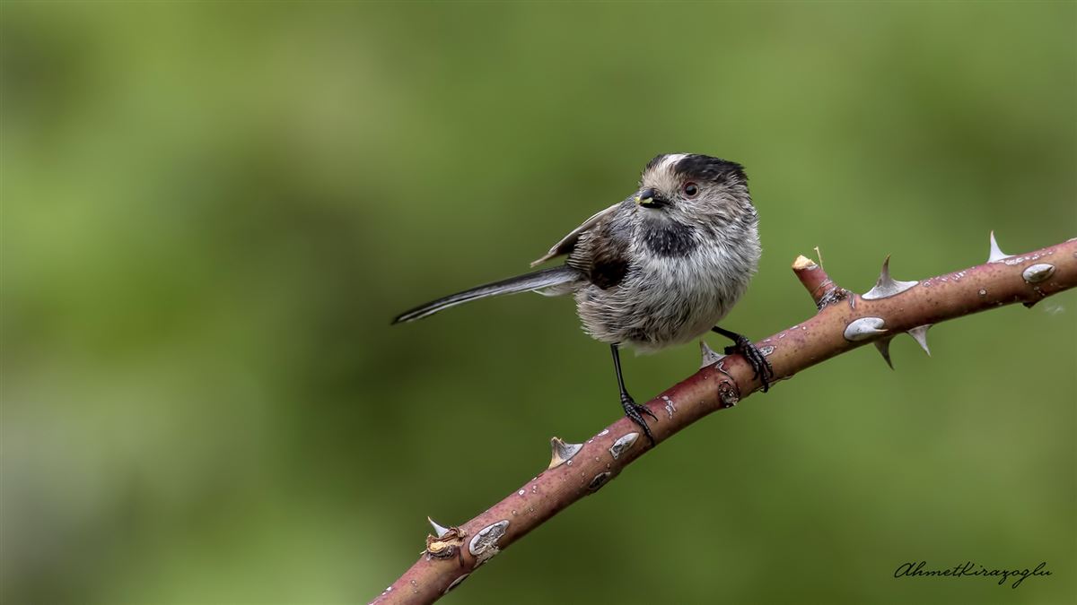 Long-tailed Tit