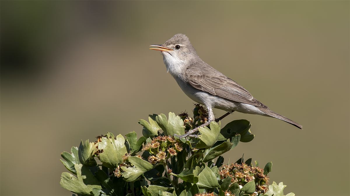 Upcher`s Warbler