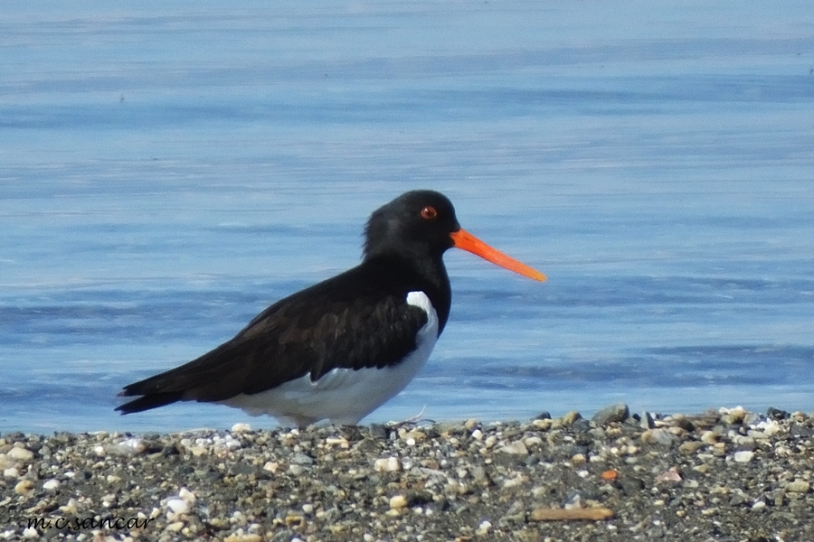 Eurasian Oystercatcher
