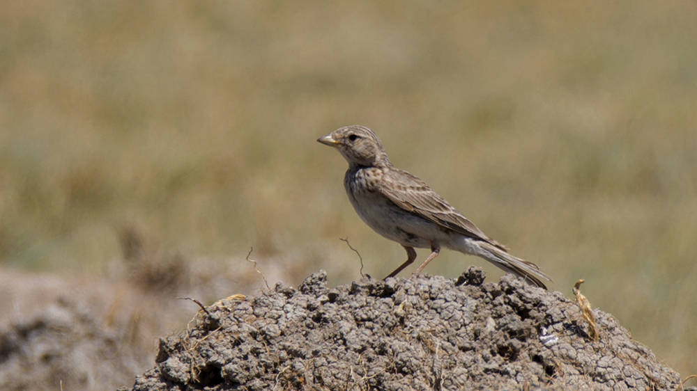 Turkestan Short-toed Lark