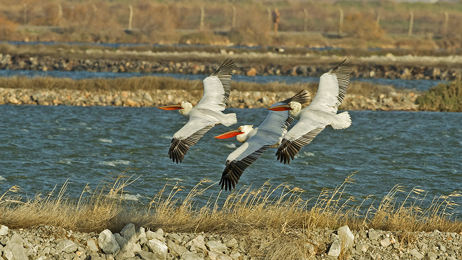Dalmatian Pelican
