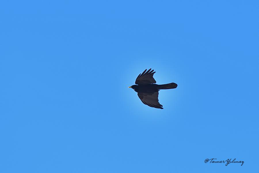 Alpine Chough