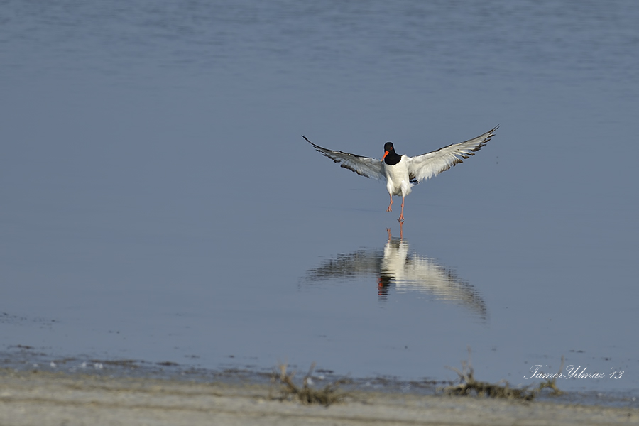 Eurasian Oystercatcher