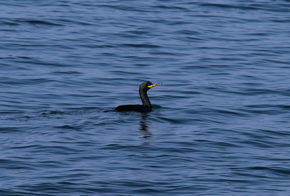 European Shag