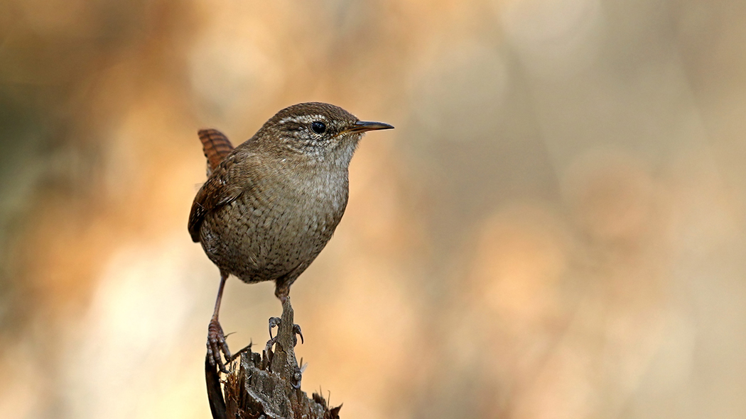 Eurasian Wren