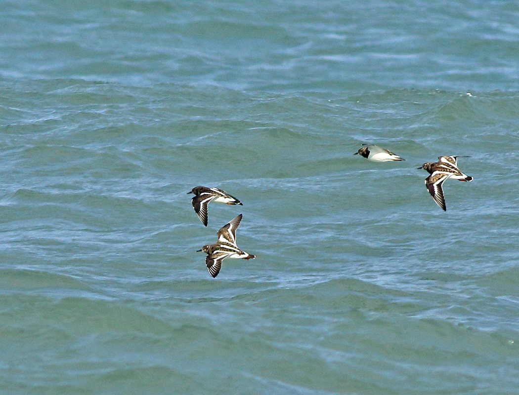 Ruddy Turnstone