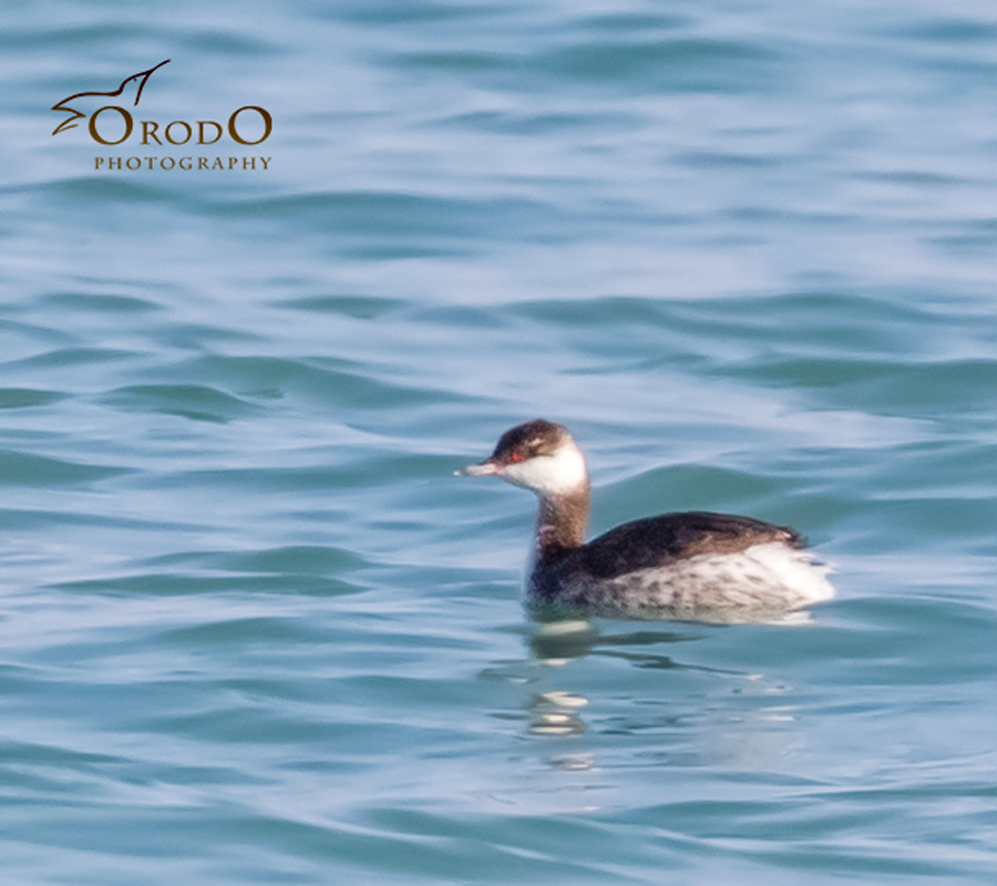Horned Grebe