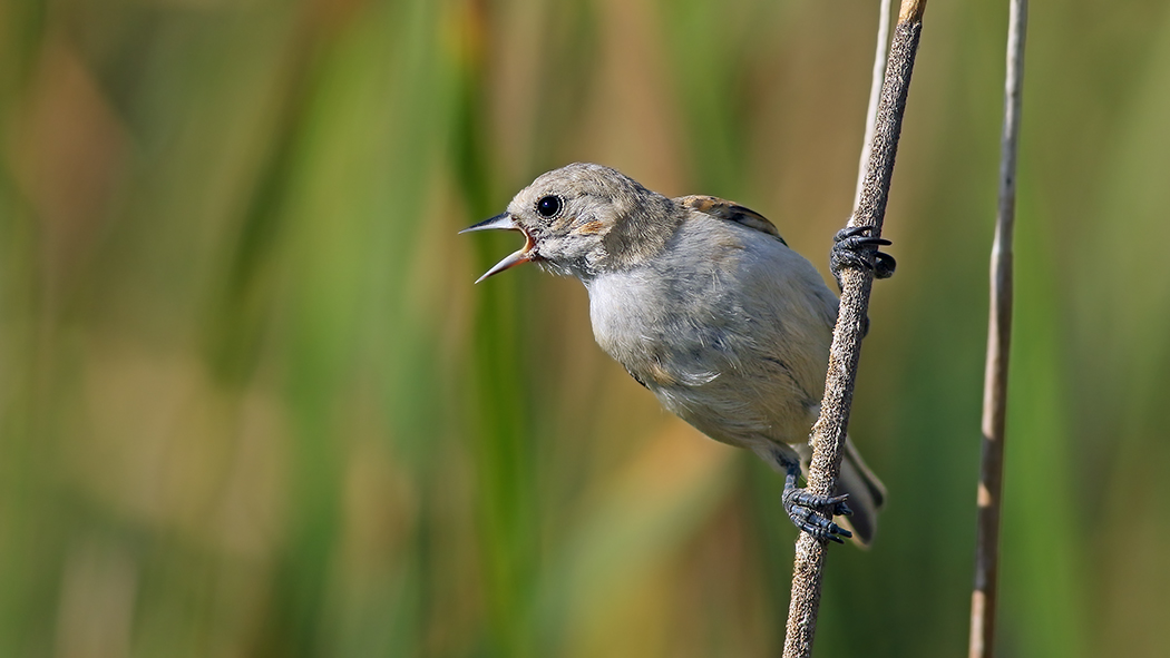Eurasian Penduline Tit