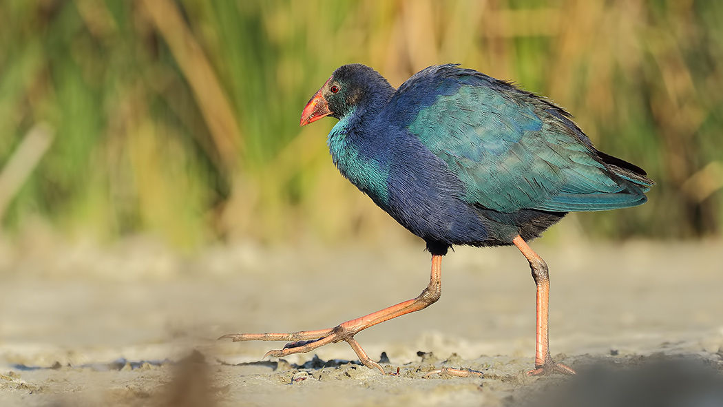 Grey-headed Swamphen