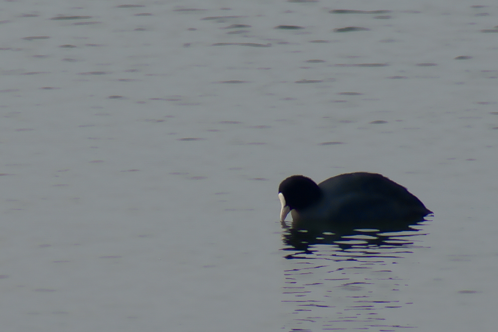 Eurasian Coot