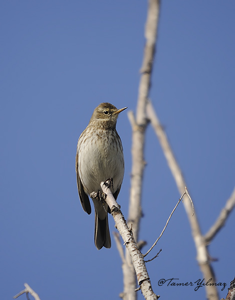 Meadow Pipit