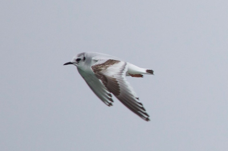 Little Gull
