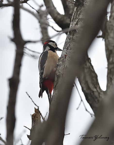 Great Spotted Woodpecker