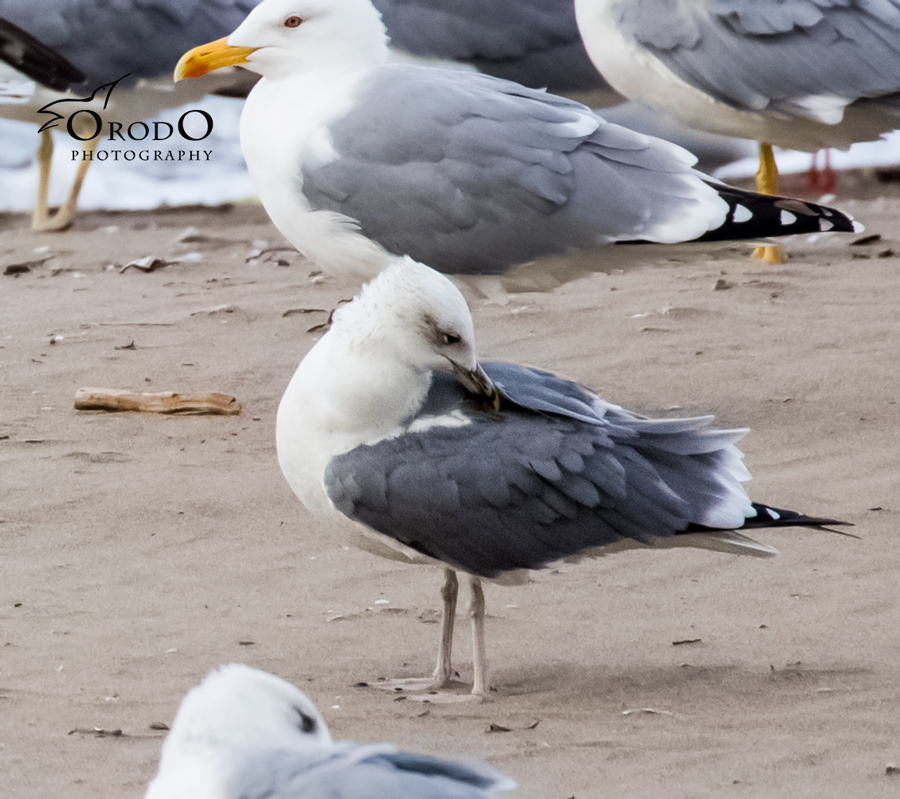 Lesser Black-backed Gull