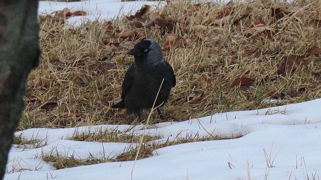 Western Jackdaw